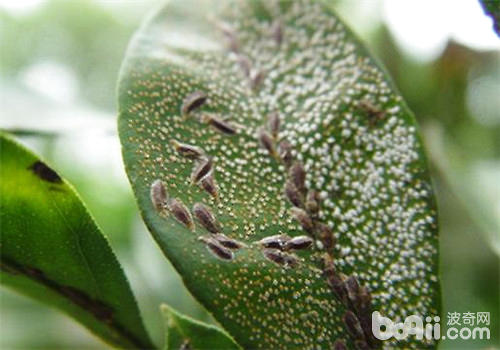 植物介壳虫的防治方法