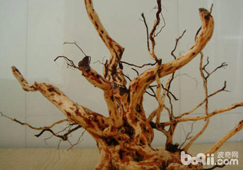 为什么沉木会吐色? 为什么沉木会吐色?