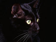 貓咪常見的眼部疾病及其治療