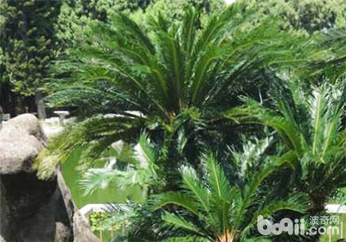 四种情况下植物根系的修剪方法