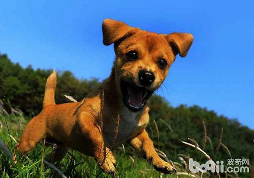 如何从运动状态判断狗狗是否健康|狗狗常见病