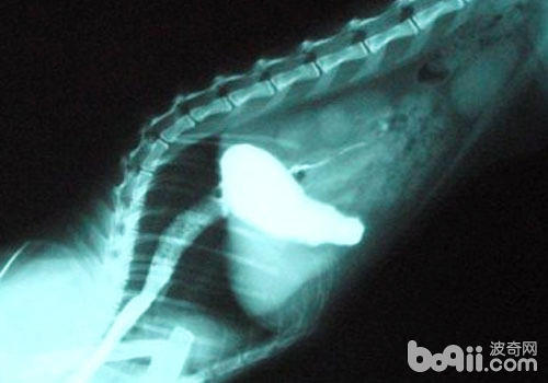 貓咪食道狹窄癥及治療 貓咪食道狹窄癥及治療