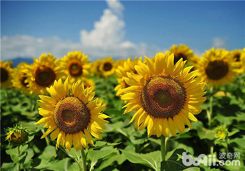 主要是由于向日葵是朝着太阳的花朵,所以向日葵的英文名为sunflower