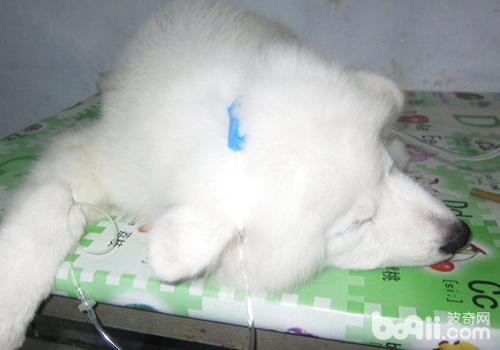 狗狗補液的方法與途徑