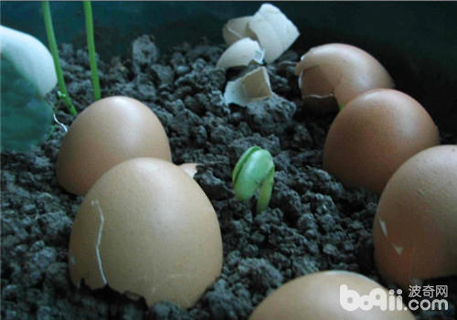 蛋壳养花的好处及方法