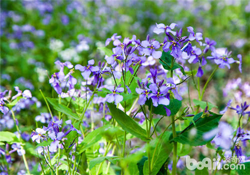 紫罗兰切花的栽培要点
