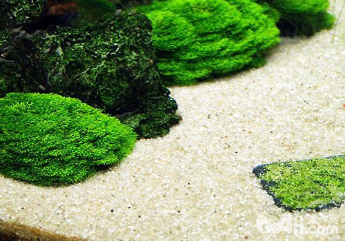 水族箱前景草的种植方法 水族箱前景草的种植方法
