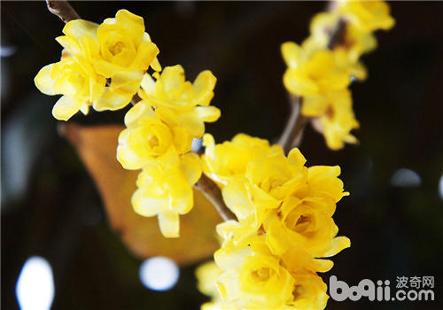 梅花开花后应该如何修剪