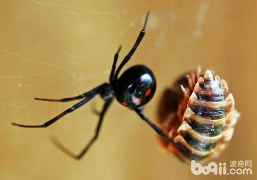 黑寡妇蜘蛛的相关知识|爬虫品种-波奇网百科大全