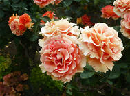 不同颜色蔷薇花的花语介绍