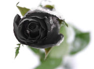 黑玫瑰的花語及特征介紹