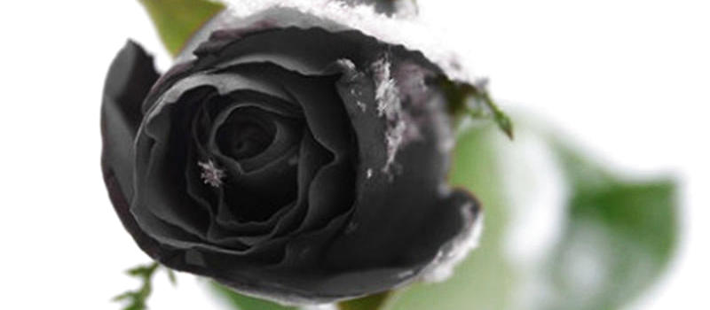 黑玫瑰的花语及特征介绍