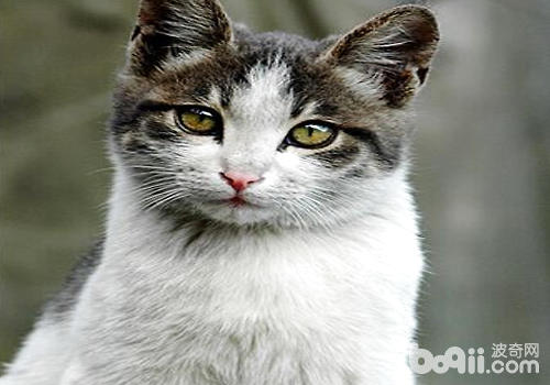 如何发现猫咪的异常状况？