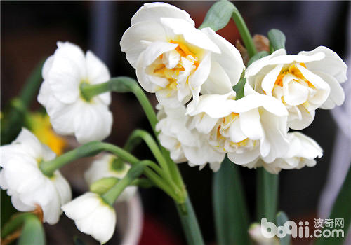 水仙花花语的解读