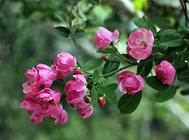 蔷薇作为垂直绿化的栽种方法
