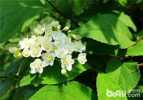 小花溲疏的修剪方法 小花溲疏的修剪方法