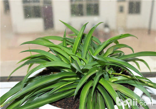 室内种植吊兰的环境布置与栽培技巧