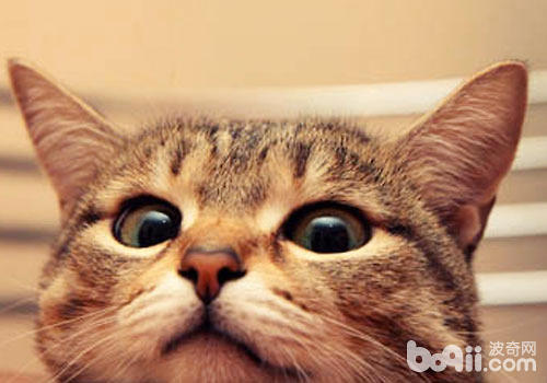 猫咪耳部疾病的预防 猫咪耳部疾病的预防