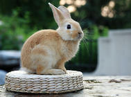 养兔的常见饲料种类有哪些