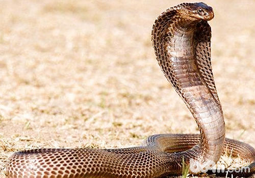 国内常见毒蛇介绍及如何预防被咬