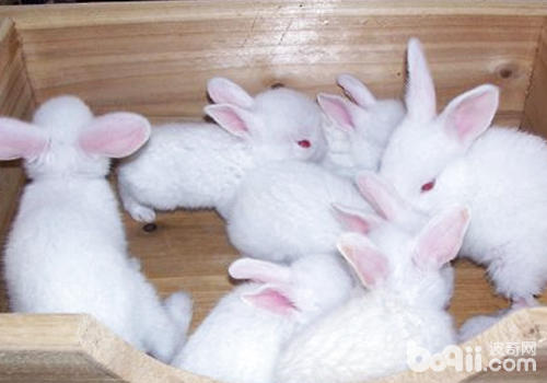 不同情况的母兔如何催乳|小宠繁殖-波奇网百科