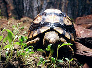 龜的基本常識之龜的生殖習性