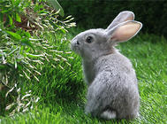兔子也要定期清理耳道