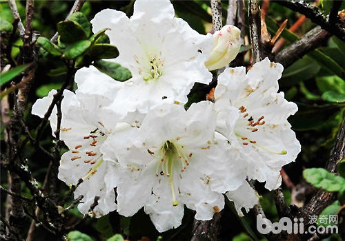大白杜鹃的肥水管理要点