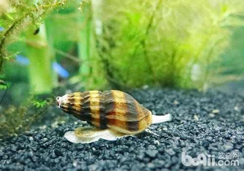 杀手螺的饲养和繁殖|-波奇网百科大全