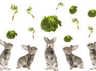哪些果蔬有助于兔子的腸胃