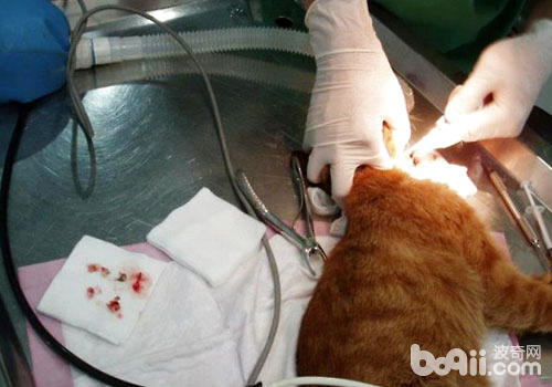  浅谈猫咪的口腔溃疡