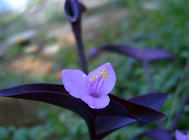 紫罗兰的栽培方法