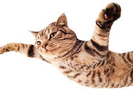 引起猫咪排便困难的多种原因（二）——电解质紊乱