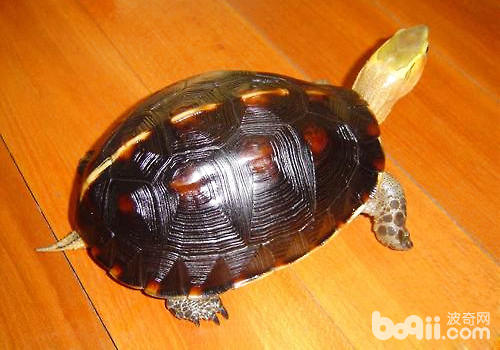 黄缘闭壳龟的选择和区分方法