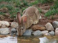 兔子到底能不能喝水