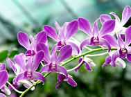 蝴蝶蘭常用的五種繁殖方法