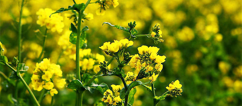 油菜花的栽培要点