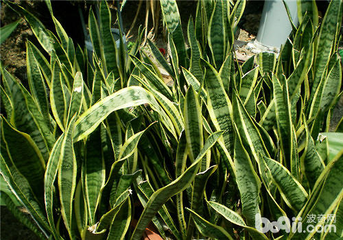 虎尾蘭的扦插及分株繁殖