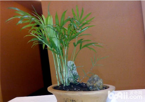 水竹常用的繁殖方法介绍