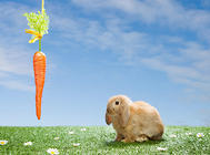 甜食对兔子有什么影响