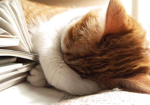 如何做到猫咪和人睡觉时不互相打扰