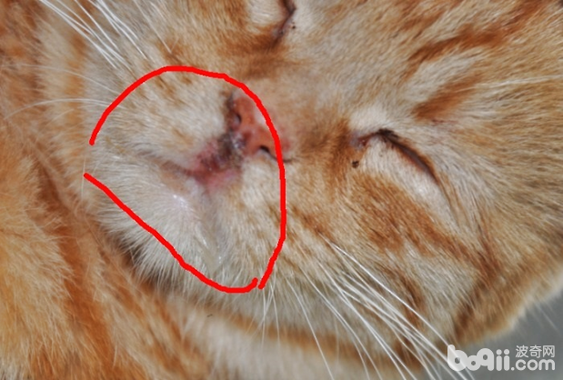 猫杯状病毒的诊断与治疗
