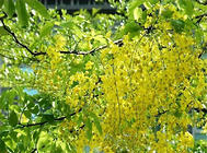 黄连木的播种繁殖