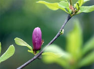 紫玉兰的嫁接繁殖