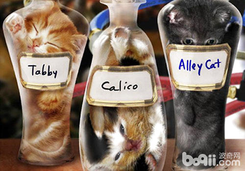 盆景猫是真是假?|猫咪品种-波奇网百科大全