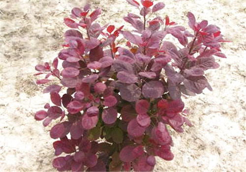 紫叶小檗的繁殖方法