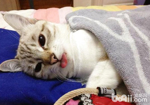 猫咪在手术之后的照顾及注意事项