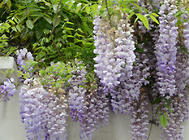 紫藤的五种繁殖方法