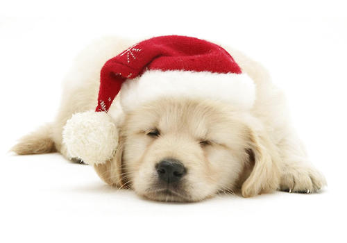 如何对狗狗的腹部检查|狗狗常见病-波奇网百科