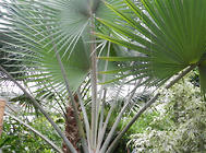 棕榈的播种繁殖方法介绍